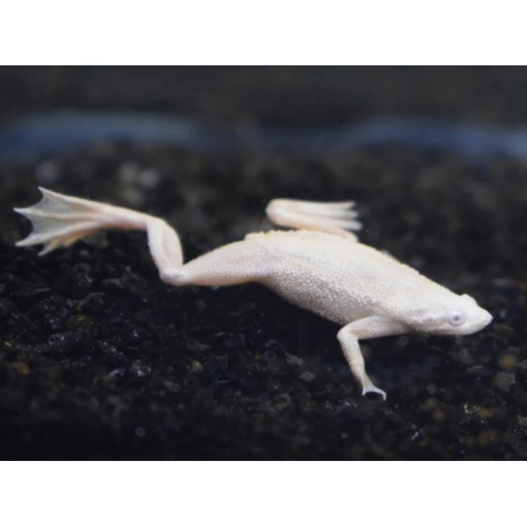 Hymenochirus boettgeri platinum - imagine 3